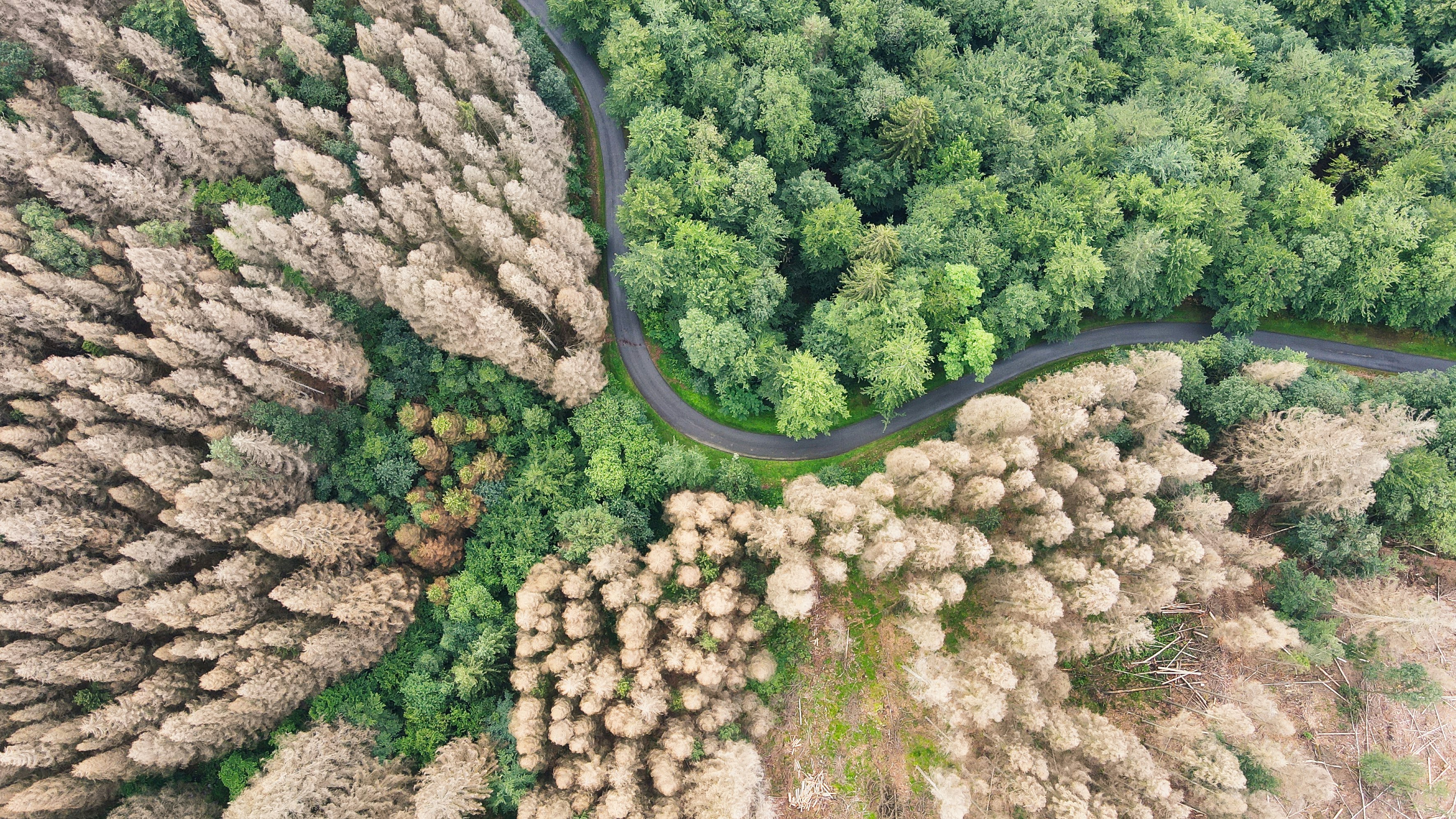 green trees and plants during daytime